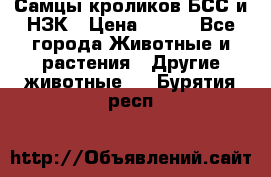 Самцы кроликов БСС и НЗК › Цена ­ 400 - Все города Животные и растения » Другие животные   . Бурятия респ.